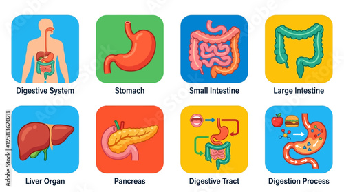 Vector illustration of human digestive system with stomach, small intestine, and organs like liver and pancreas in colorful icons.