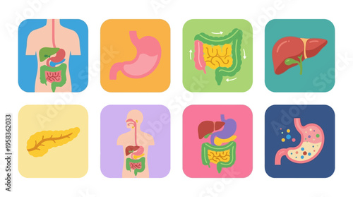 Vector illustration of human digestive system organs including stomach, liver, pancreas and intestines in various colorful styles