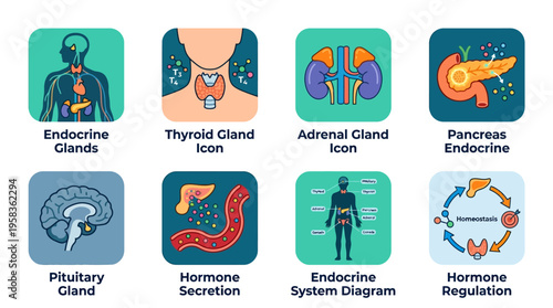 Detailed vector illustrations of human endocrine system organs and glands in a medical context for educational purposes.