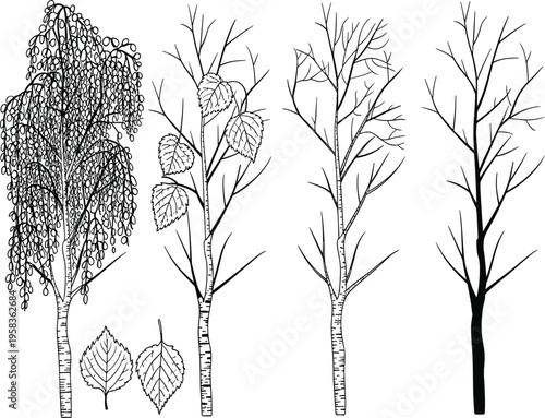 Konstfotografi Birch tree vector set with branches, leaves, catkins, and trunk silhouette for b