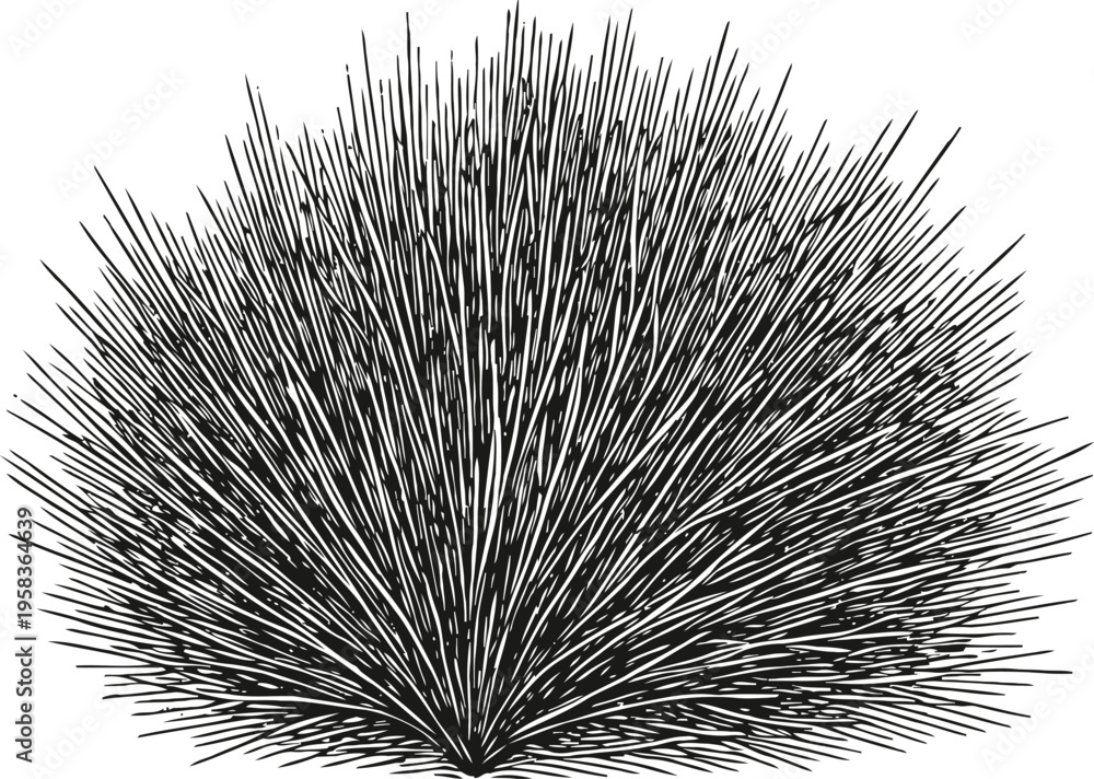 Fototapeta premium Black and white spiky bush silhouette illustration dense wild shrub with sharp pointed leaves isolated