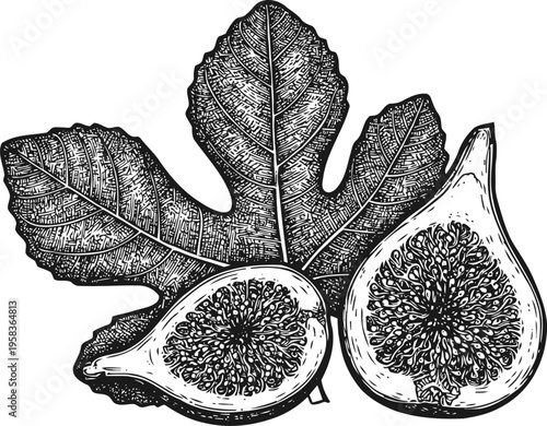 Detailed monochrome illustration of fresh figs with leaves, cross section showing seeds and texture