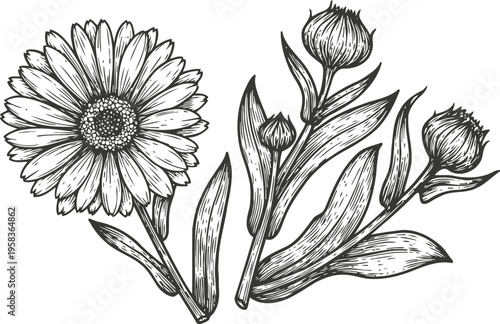 Detailed black and white illustration of daisy flower and buds with leaves in vintage engraving