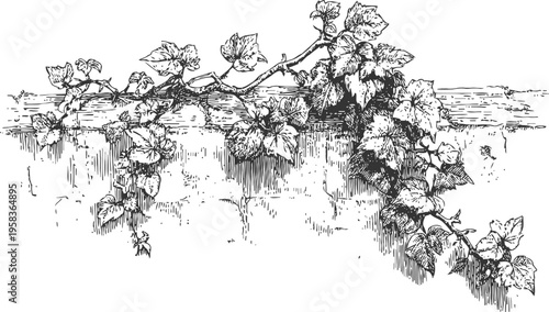 Vintage grapevine branch climbing on wall drawing botanical vine leaves and curly tendrils illustration botanical engraving