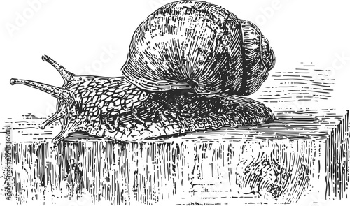 Detailed vintage engraving of a garden snail crawling on wooden surface, wildlife illustration