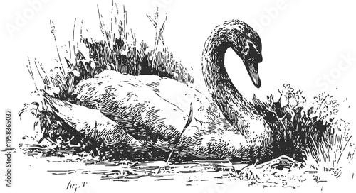 Elegant swan floating serenely on water near lush vegetation vintage ink drawing
