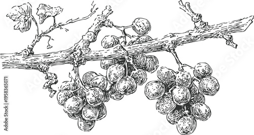 Hand drawn vintage grapevine branch with ripe bunches of grapes and grape leaves sketch illustration