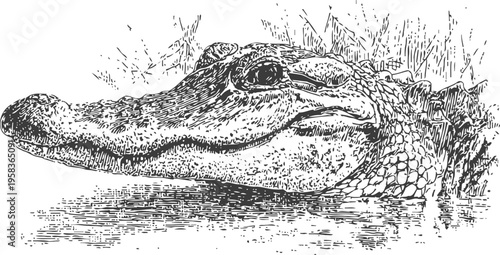 Detailed black and white illustration of an alligator head submerged in water with textured skin