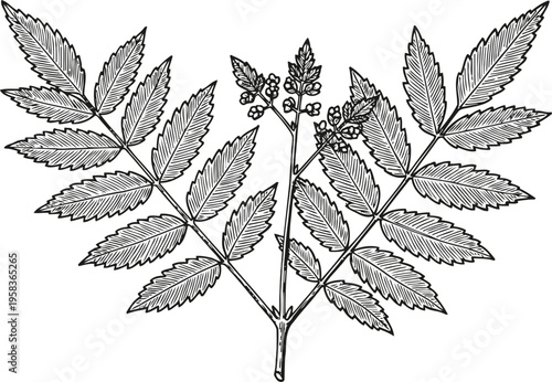 Black and white botanical illustration of rowan tree leaves and small clustered flowers