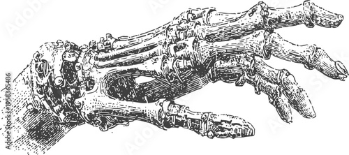 detailed vintage anatomical illustration of human hand skeleton with joints and bones