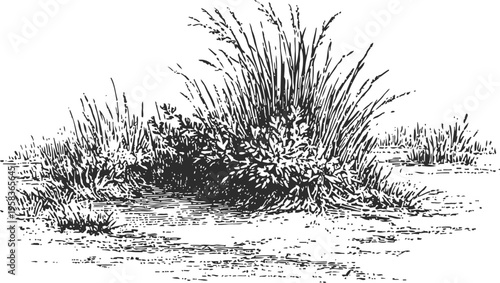 Vintage ink drawing of wild grass and shrubbery in natural landscape with detailed texture