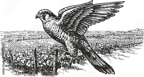 Falcon flying over agricultural fields in detailed vintage black and white engraving