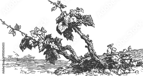 grapevine with leaves and grapes growing naturally, detailed vintage botanical illustration