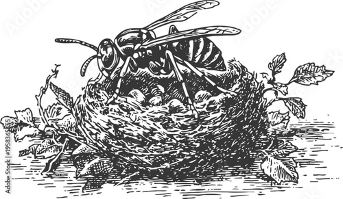 Vintage black and white illustration of a wasp sitting in a nest with leaves and eggs detailed engraving