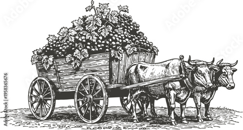 Oxen pulling wooden cart full of harvest crops in vintage rural farm transport scene