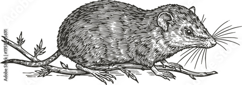 Detailed vintage illustration of a small rodent walking on a twig with leaves, black and white engraving
