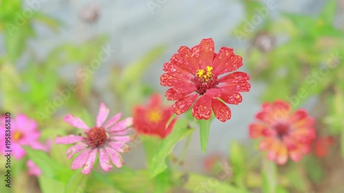 Macro shot of a vibrant red Zinnia flower blooming with morning dew drops on its petals