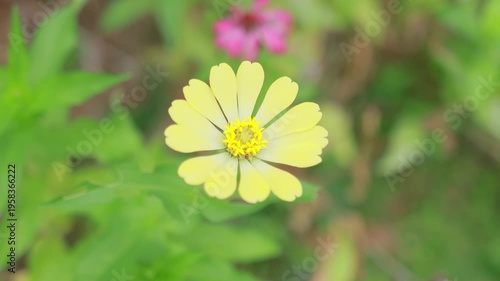 Close-up of a vibrant yellow zinnia flower blooming in a lush green garden during a sunny day