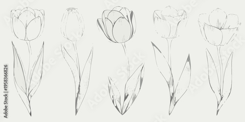 Delicate sketch of five tulips in varying stages of bloom