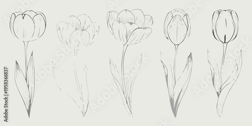 Delicate sketch of five tulips with varying bloom stages on a neutral background