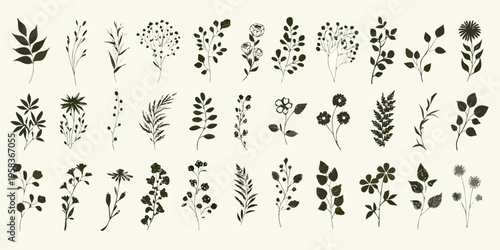 Collection of delicate botanical illustrations showcasing various plant stems and leaves