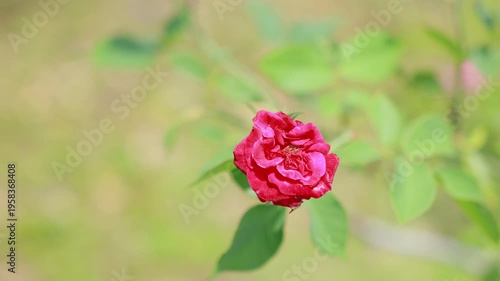 A single deep red rose blooming gracefully against a blurred green foliage background in a garden