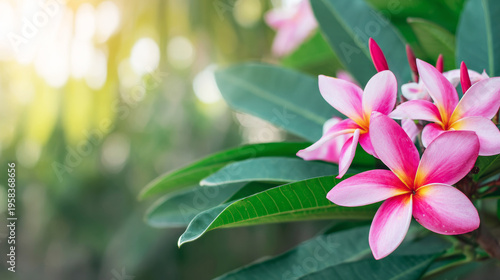 Pink plumeria flowers in bloom showing vibrant petals and green leaves. Creating a soft background for nature and growth