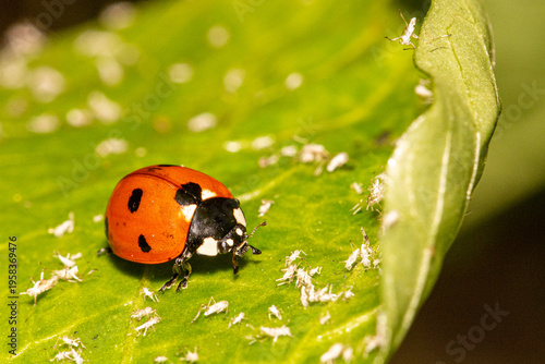 Seven spotted ladybird, Coccinella septempunctata, feasting on white aphids , Eriosomatinae, on the leaves of a green pepper plant