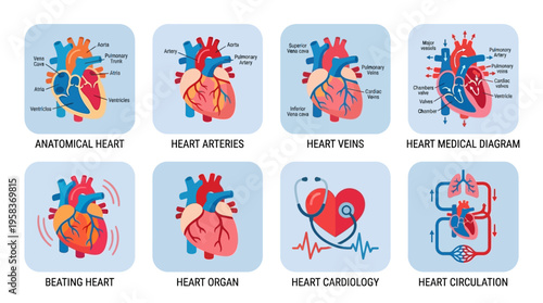 Vector illustrations of various medical heart diagrams and anatomical representations in a digital format for educational purposes.