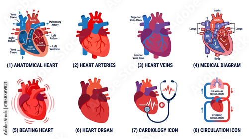 Vector illustrations of human heart anatomy and medical icons in a vector format show various heart conditions and structures.