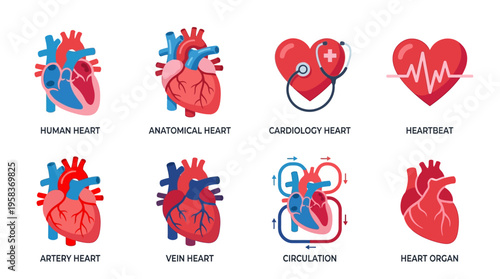 The vector illustrations depict various human heart structures and functions in a medical context with precision.