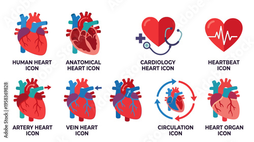 Vector graphics of various heart icons and anatomical illustrations used for cardiology and medical education purposes online.