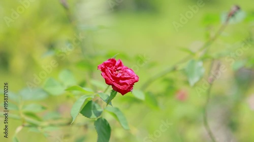 A single deep red rose blooming gracefully against a blurred green foliage background in a garden