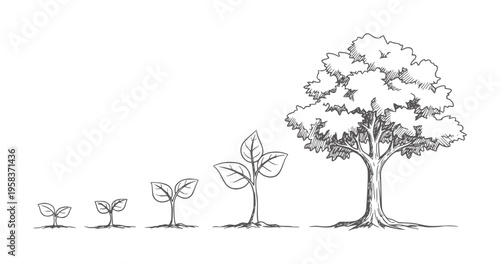 Hand drawn of plant growth stages from seedling to tree