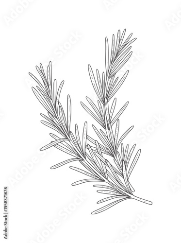 Hand drawn rosemary sprig white herb plant green