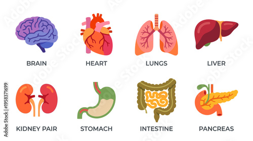 Vector illustration of human internal organs including brain, heart, lungs, liver, kidney pair, stomach, intestine, and pancreas in a medical context for educational purposes.