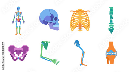A detailed vector illustration of human skeletal and muscular systems with various bones and muscles.