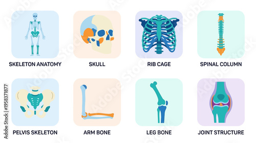 The vector illustration shows various human body parts including skeleton anatomy, skull, rib cage, spinal column, pelvis skeleton, arm bone, leg bone, and joint structure in a medical context.