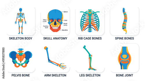 Detailed vector illustrations of human body skeleton system including skull, rib cage, spine, pelvis, arm, leg, and bone joint in a medical context for educational purposes.