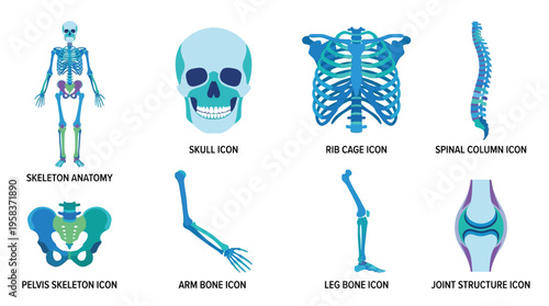 Anatomical vector illustrations showcase human skeleton parts including arm, leg, pelvis, and joint structure in detail.
