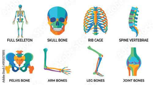 Anatomical vector illustration of a human skeleton with skull, rib cage, spine, and limb bones in various colorful detailed views.