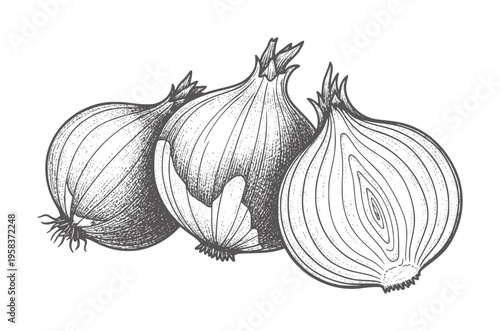 Three whole onions and one halved onion in a vintage style vegetable food ingredient