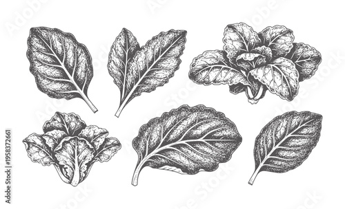 Vintage of assorted green leafy vegetables white beet chard kale lettuce greens