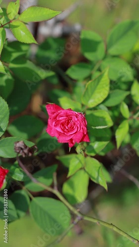 bright red rose captured in high angle, basking in natural sunlight within a vibrant green garden