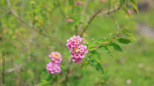 Detailed shot of pink lantana clusters blooming brilliantly amidst lush greenery on a sunny afternoon