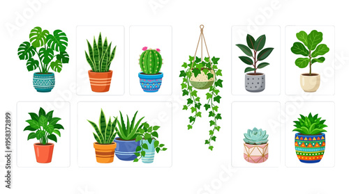 Vector illustrations of various potted plants and hanging foliage in colorful pots on a white background with natural lively indoor setting