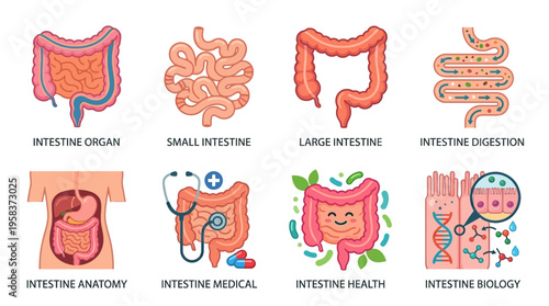 The human intestine organ system with vector illustrations of small and large intestine digestion and health in medical biology.