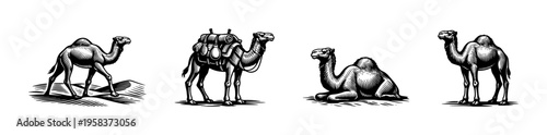 Black and white silhouette vector illustrations of camels various poses desert theme