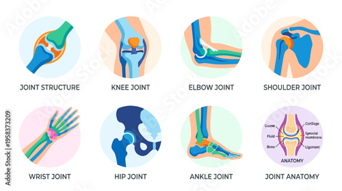 Vector illustrations of human body joints showcase anatomy in various vector graphic designs