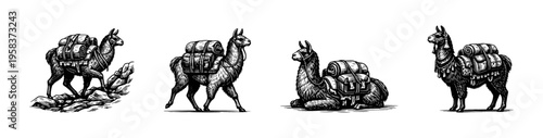 Black and white vector illustration of llamas with backpacks in various poses